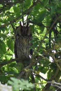 Hibou moyen-duc