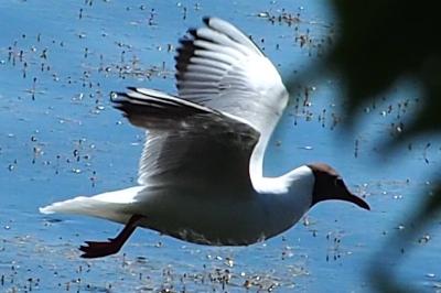 Chroicocephalus ridibundus
