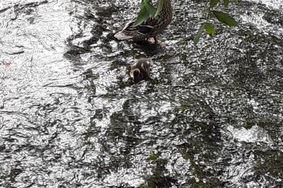 Canard colvert
