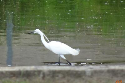 Aigrette garzette