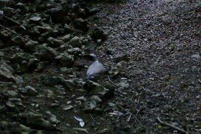 Pigeon ramier