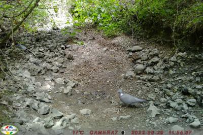 Pigeon ramier