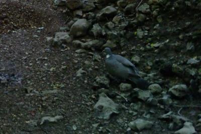 Pigeon ramier