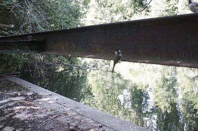 Mésange nonnette