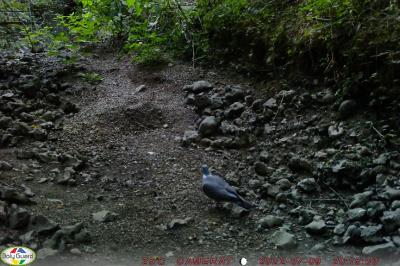 Pigeon ramier