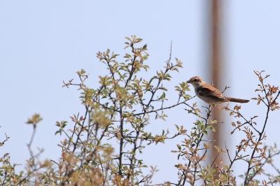 Lanius collurio