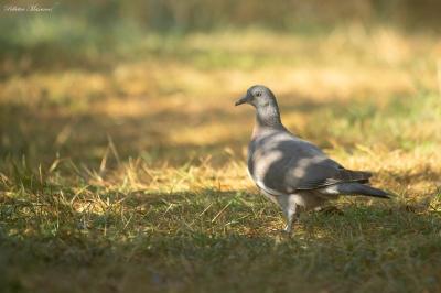 Pigeon ramier