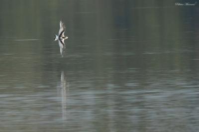 Mouette pygmée