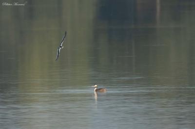 Mouette pygmée