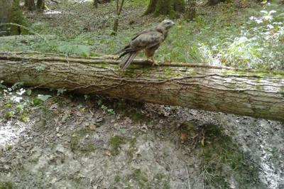Buse variable