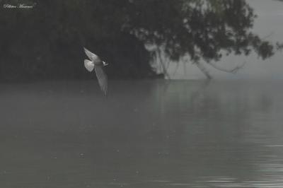 Guifette noire