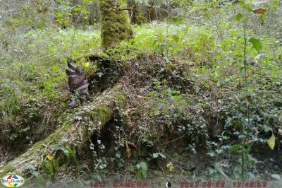 Buse variable