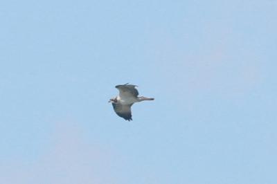 Balbuzard pêcheur
