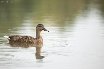 Canard colvert