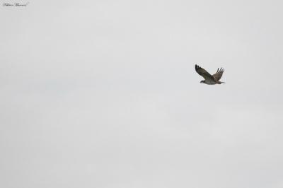 Balbuzard pêcheur