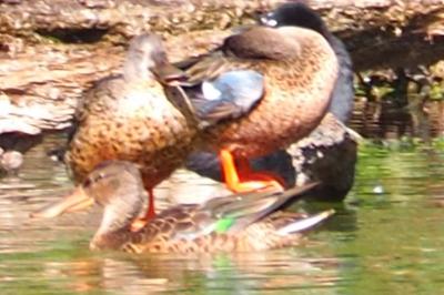 Canard souchet