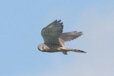 Faucon crécerelle