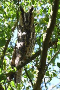 Hibou moyen-duc