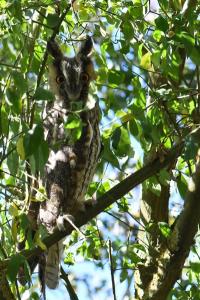 Hibou moyen-duc