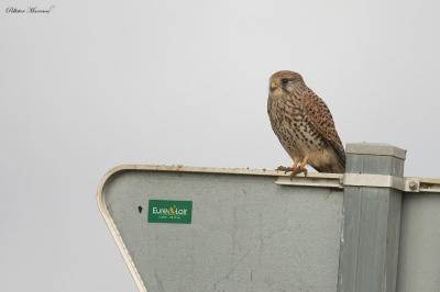 Faucon crécerelle
