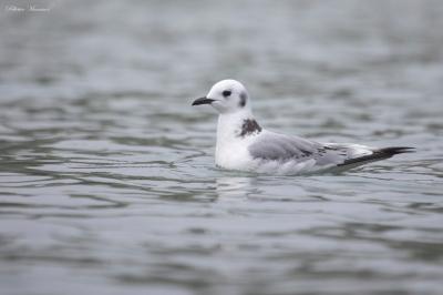 Mouette tridactyle
