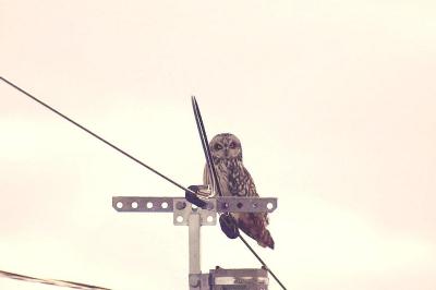 Hibou des marais