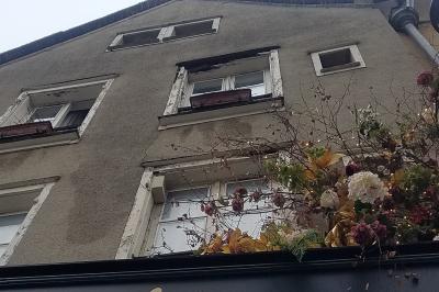 Moineau domestique