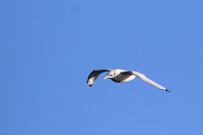 Mouette tridactyle