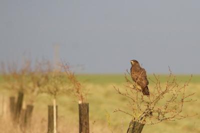 Buse variable