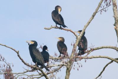 Grand Cormoran