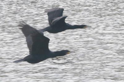 Grand Cormoran