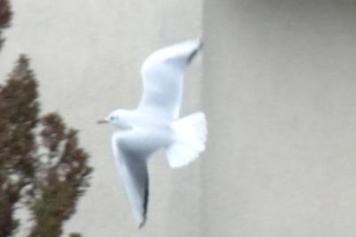 Mouette rieuse