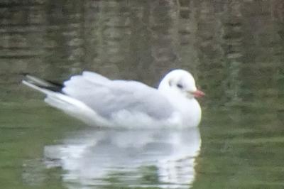 Mouette rieuse