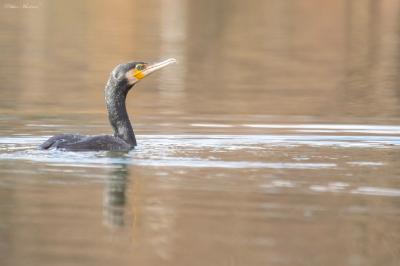 Grand Cormoran