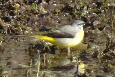 Motacilla cinerea