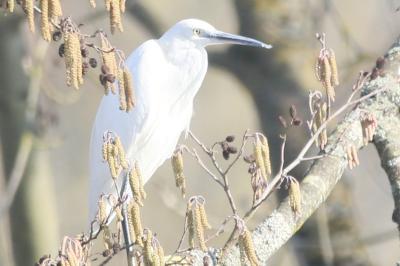 Aigrette garzette