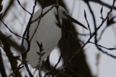 Aigrette garzette