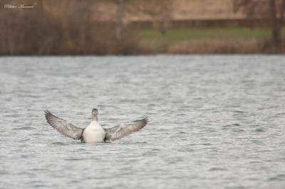 Plongeon imbrin