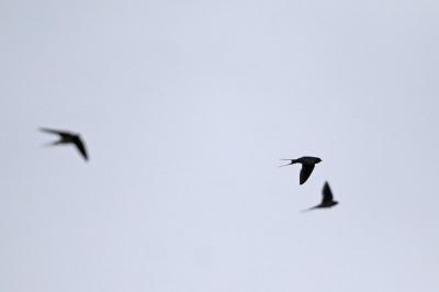 Hirondelle rustique