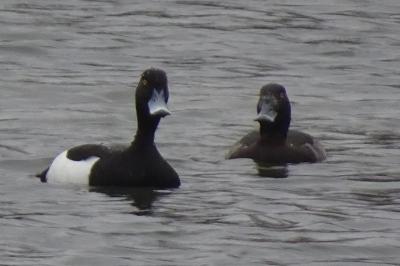 Aythya fuligula