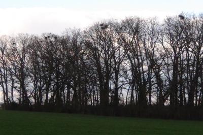 Corbeau freux