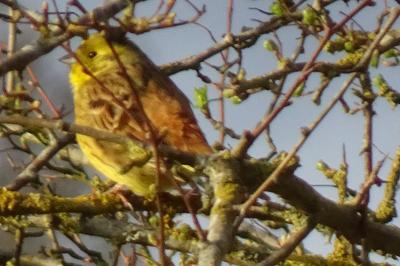 Emberiza citrinella