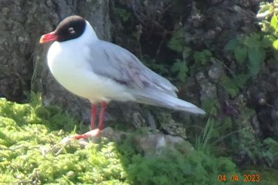 Mouette mélanocéphale