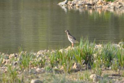 Chevalier combattant