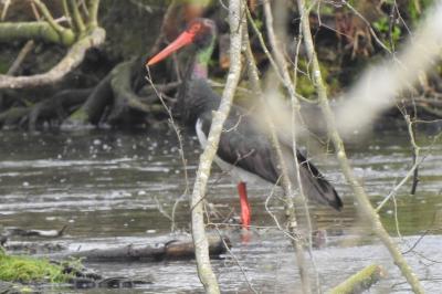 Cigogne noire