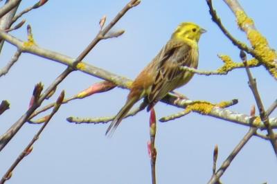 Bruant jaune