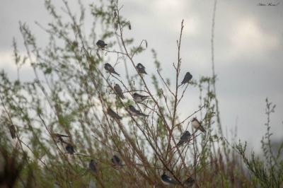 Hirondelle rustique