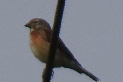 Linotte mélodieuse