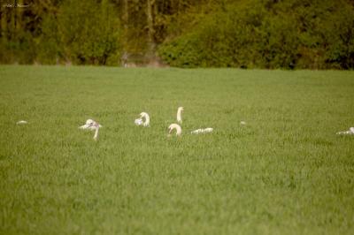 Cygne tuberculé