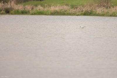 Avocette élégante